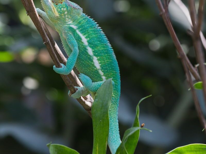 Safari-scene — demo fra voresafrika.dk