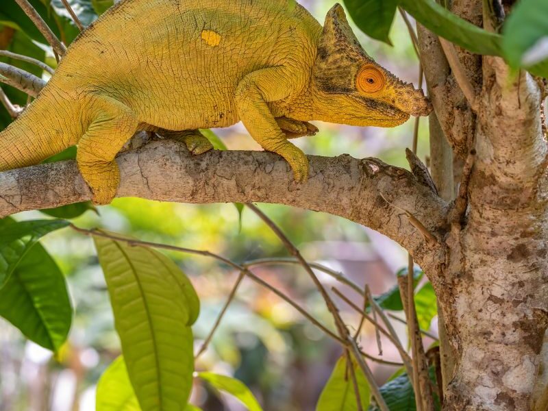 Ørkenklitter — demo fra voresafrika.dk