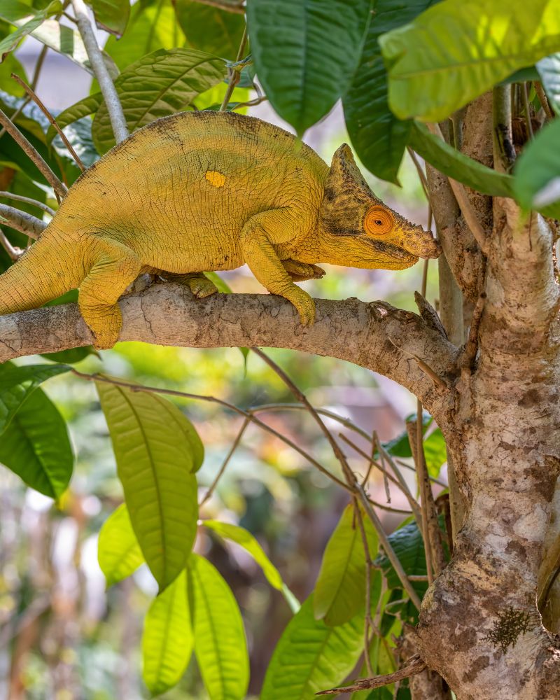 Ørkenklitter — demo fra voresafrika.dk