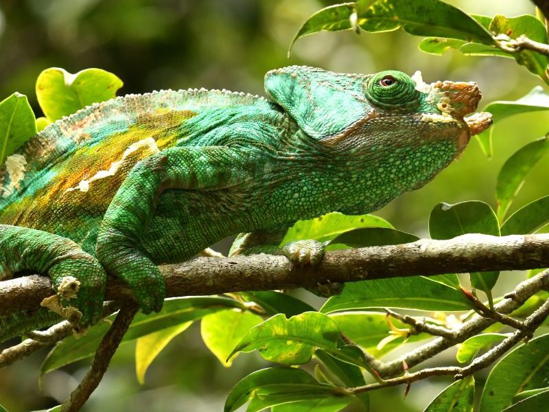 Kystlinje — demo fra voresafrika.dk