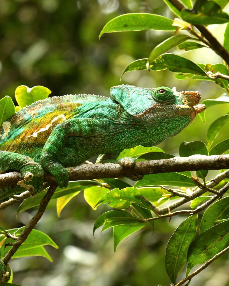 Kystlinje — demo fra voresafrika.dk